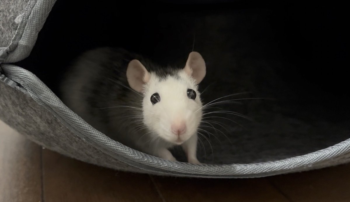 世界のお兄ちゃん🐈‍⬛ tweet media