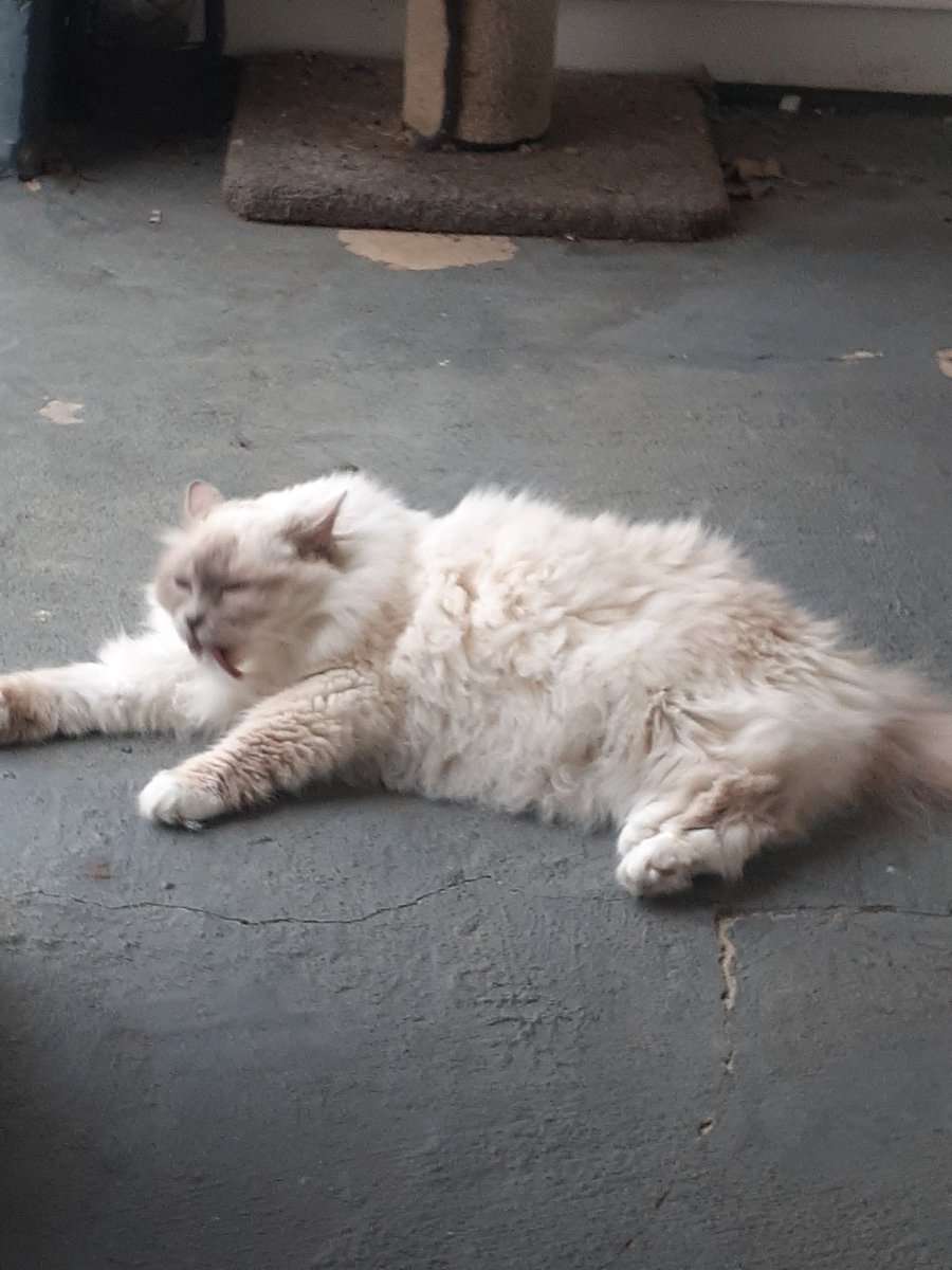 SadlyDabi's tweet photo. @Vinegarisinside My cats not fat but shes super fluffy https://t.co/mEyAE4GK5D