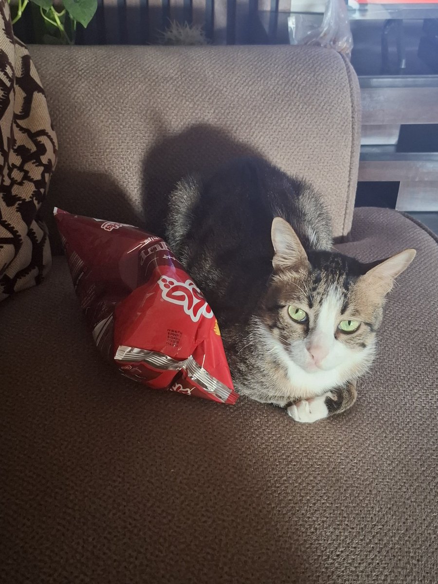 ☆Shiva. tweet media