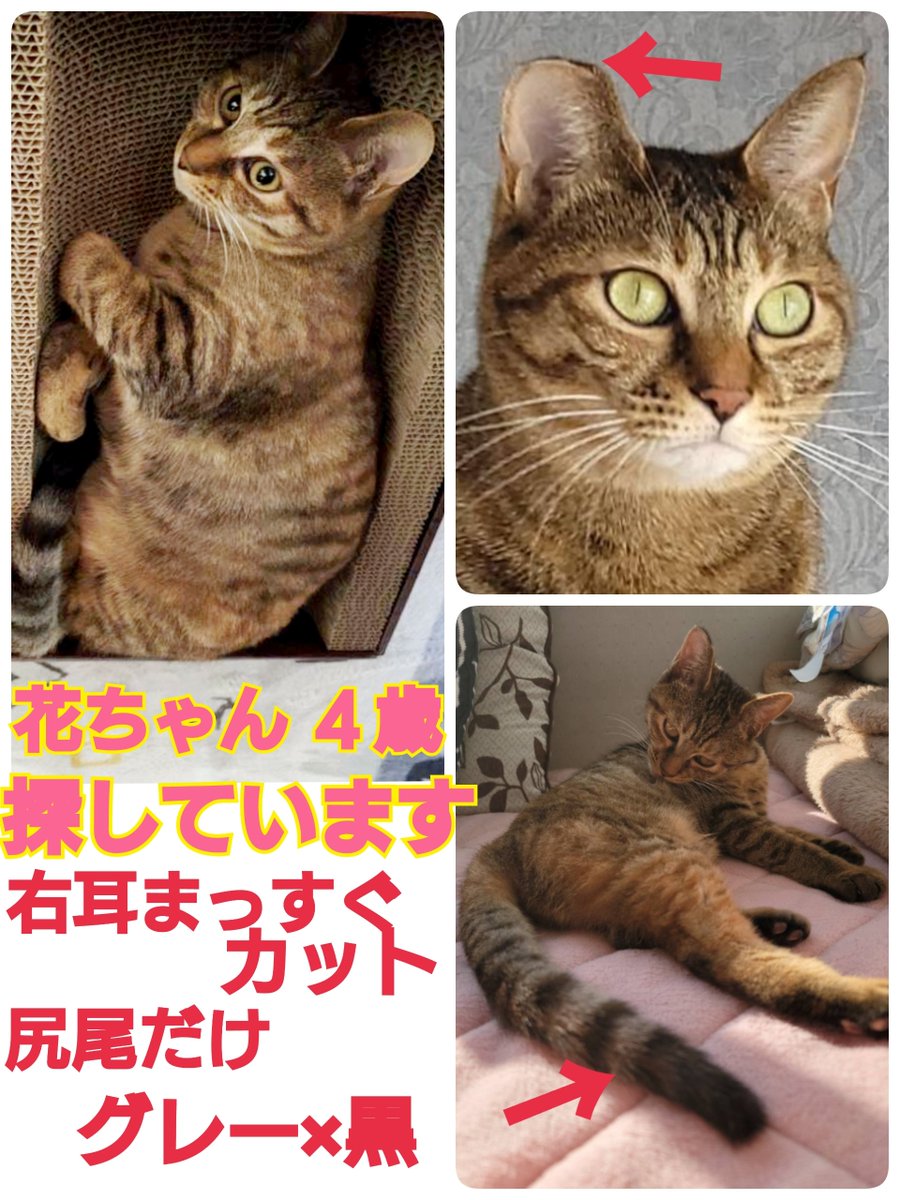 猫を探しています。花ちゃん４歳。麦わら猫または、茶系のキジトラ。明るい茶色です。2024年4月11日横浜市金沢区富岡東の自宅から私の不注意で外に出てしまい迷子のままです。皆さま拡散もリポストもありがとうございます。
#猫を探しています 
#拡散希望 
#リポストお願いします 
#横浜市金沢区