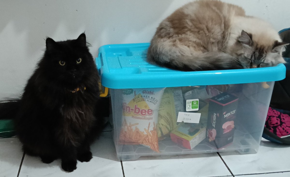 niyo & minjie tweet media