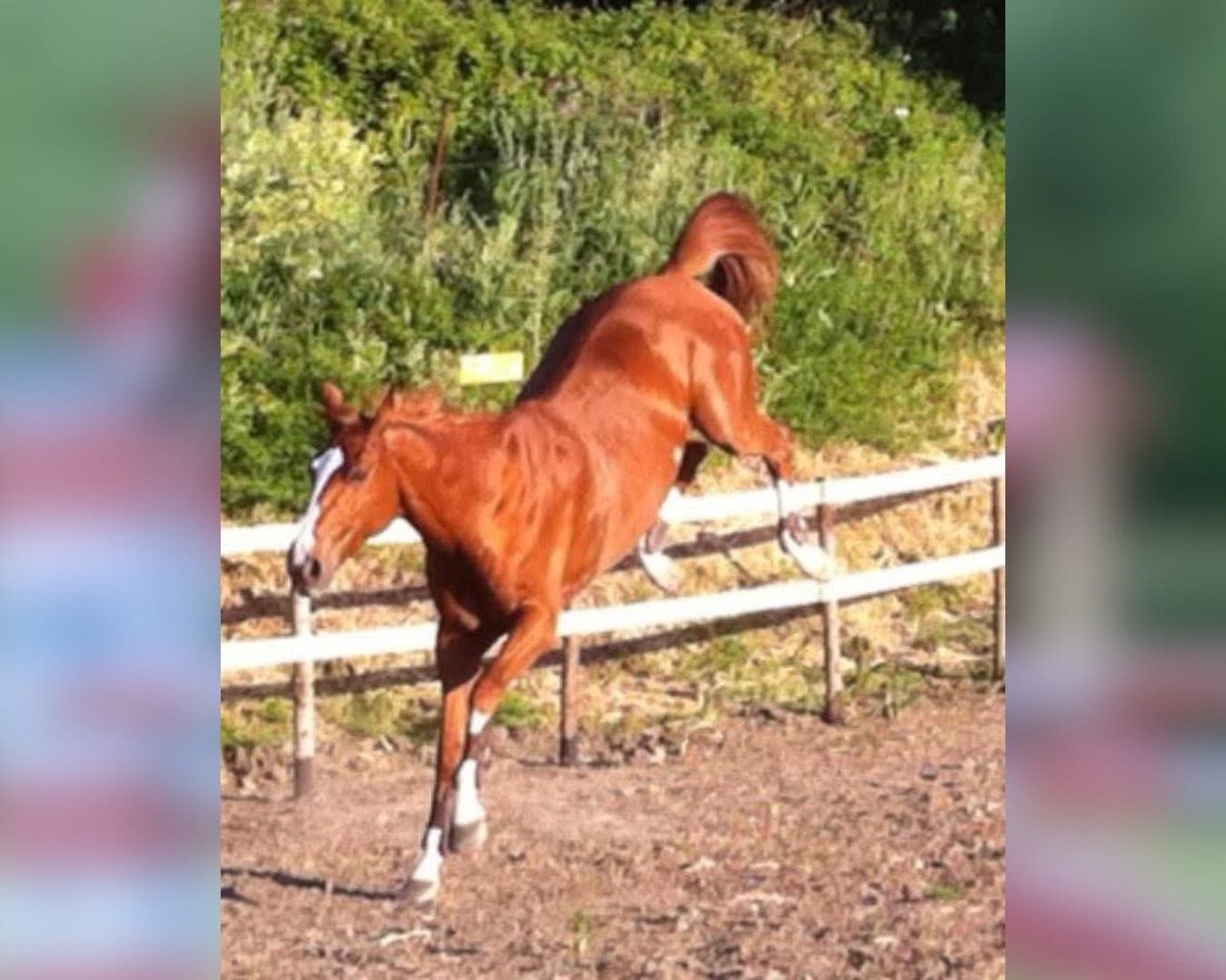 Lara Arlotta - Phenrir Mailoki tweet media