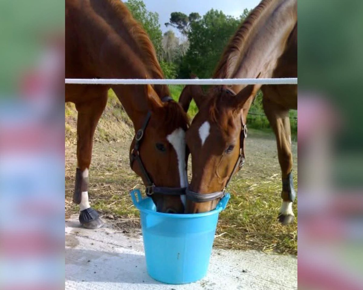 Lara Arlotta - Phenrir Mailoki tweet media