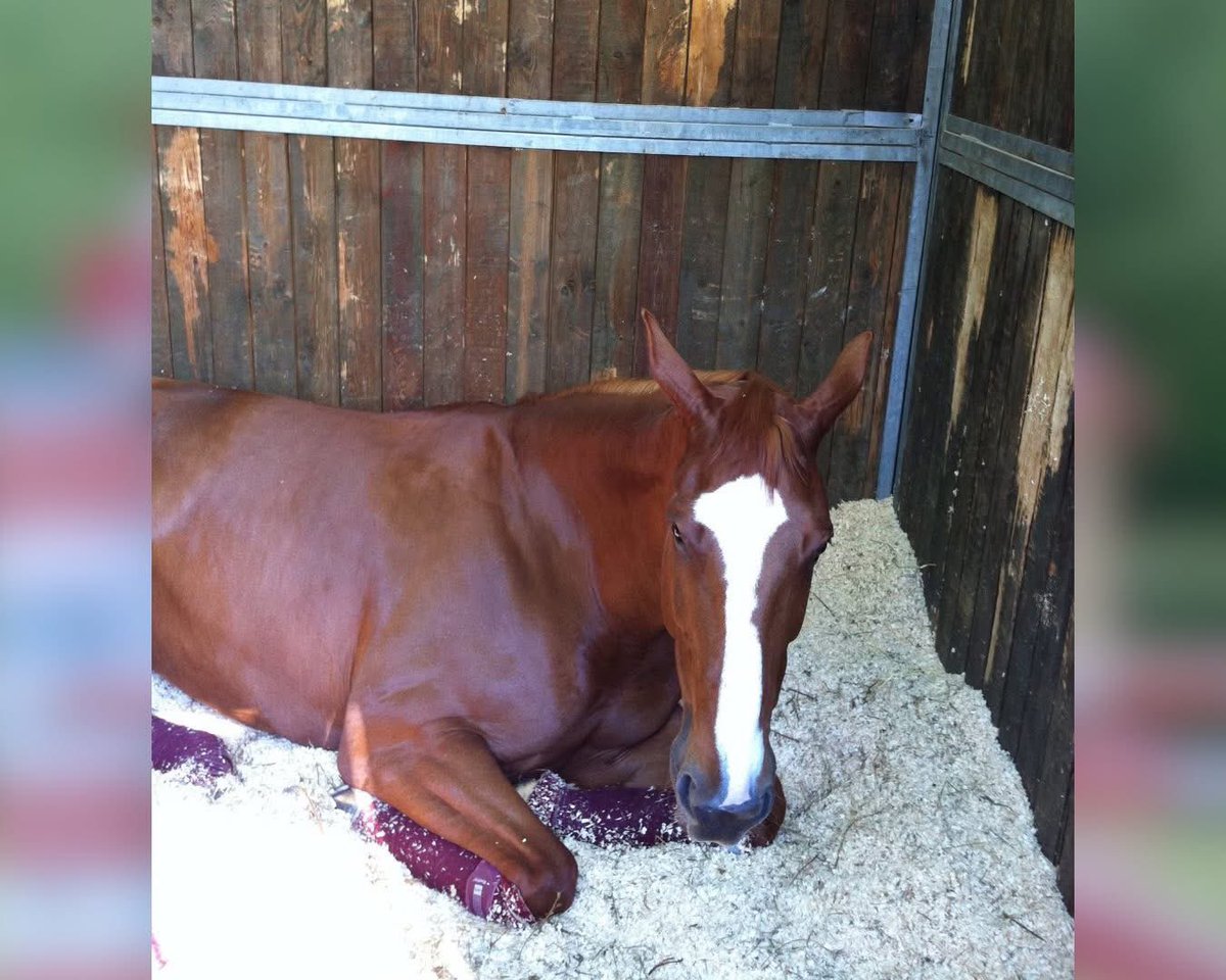 Lara Arlotta - Phenrir Mailoki tweet media