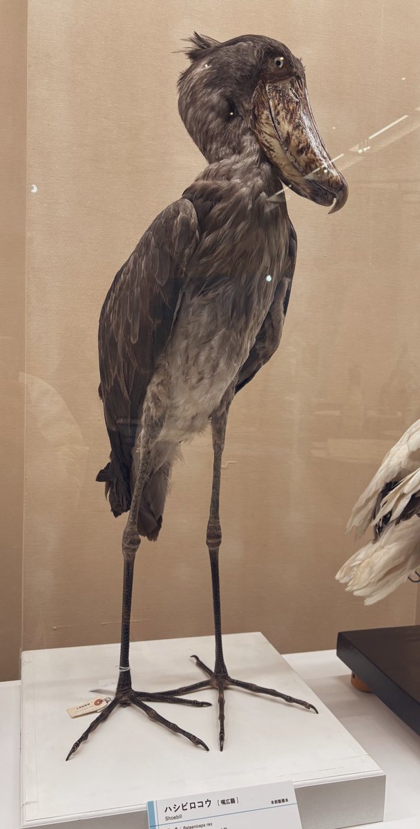 ▽コロポテ tweet media