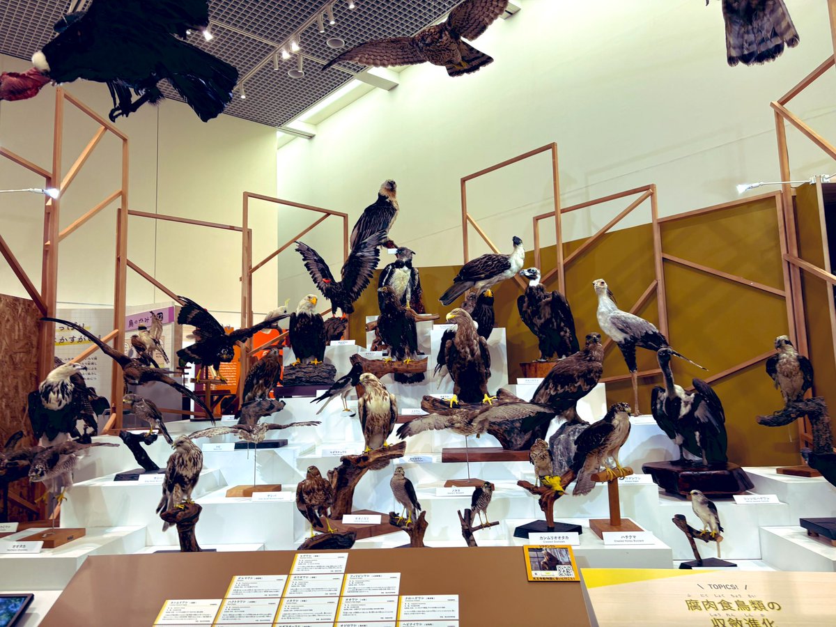 ▽コロポテ tweet media