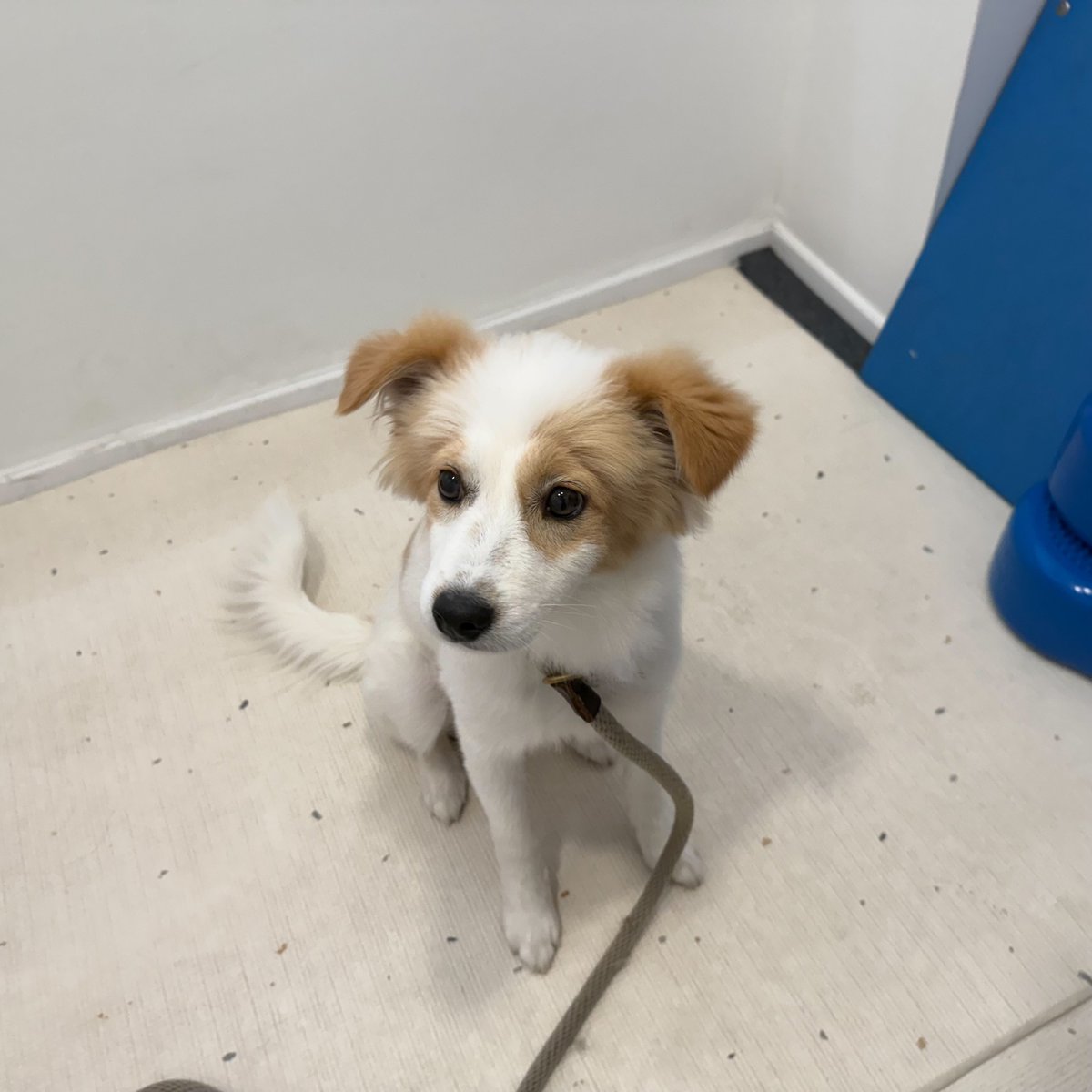 개. 희똥 tweet media