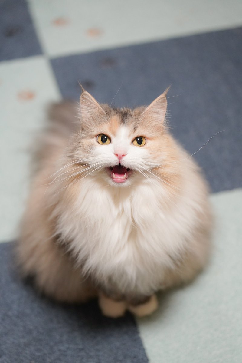 シルキー tweet media