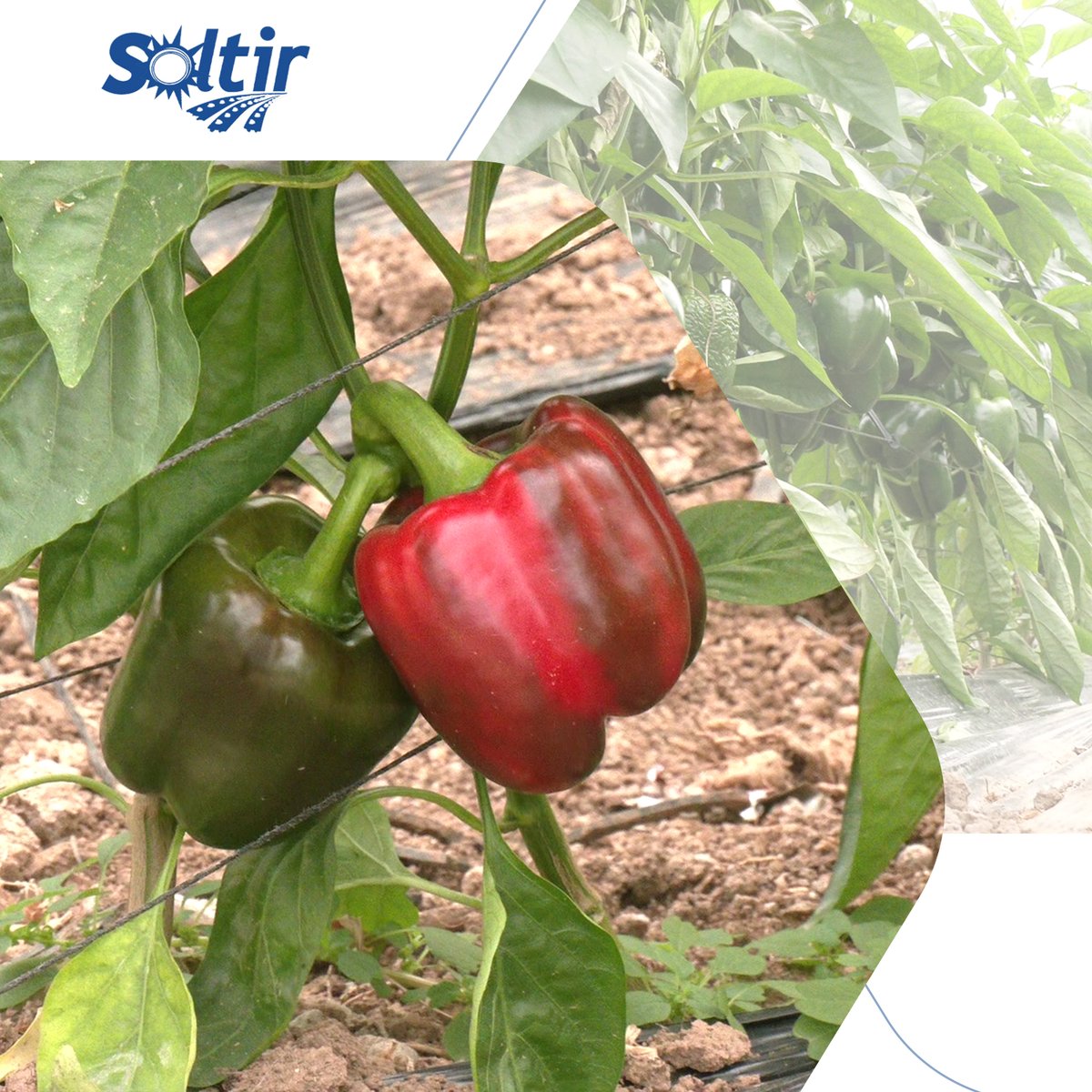 El pimiento ya está aquí… y con él, empieza una de las campañas más importantes del año en el Campo de Cartagena 🫑❤️

En Soltir damos el pistoletazo de salida a una nueva temporada de nuestro producto estrella: el pimiento 👏🏻