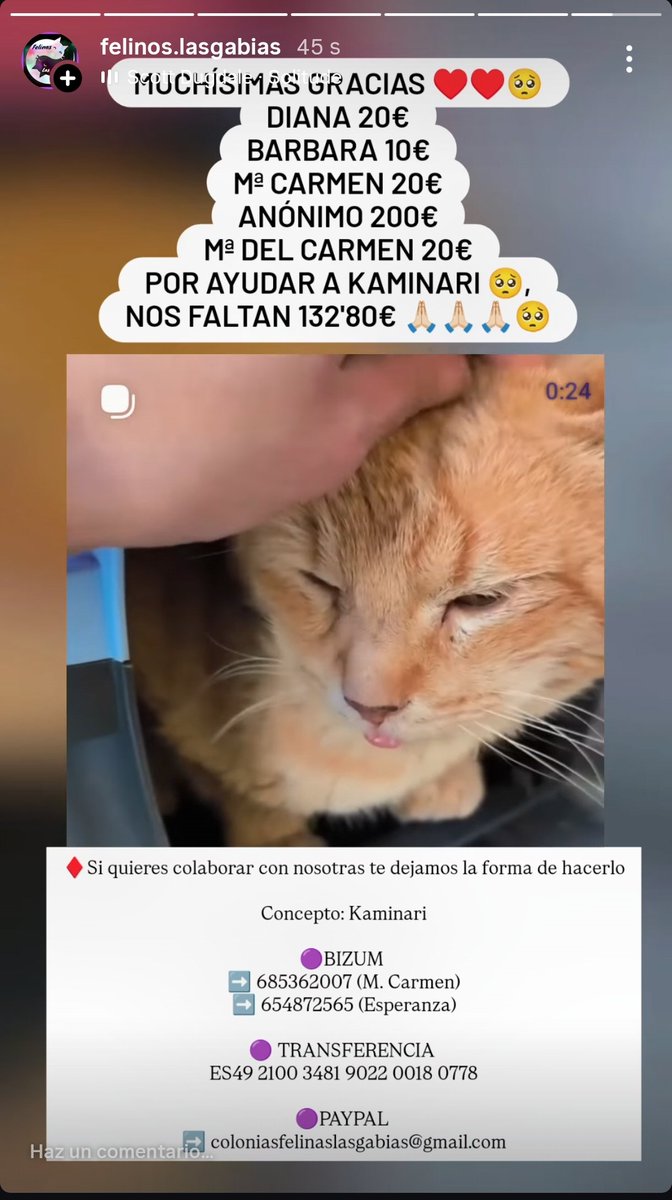 Felinos Las Gabias tweet media