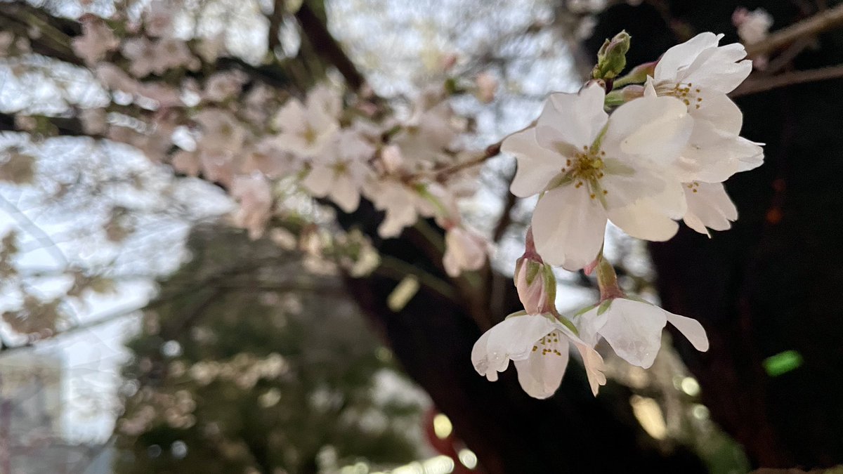 えな🌸相模国 tweet media