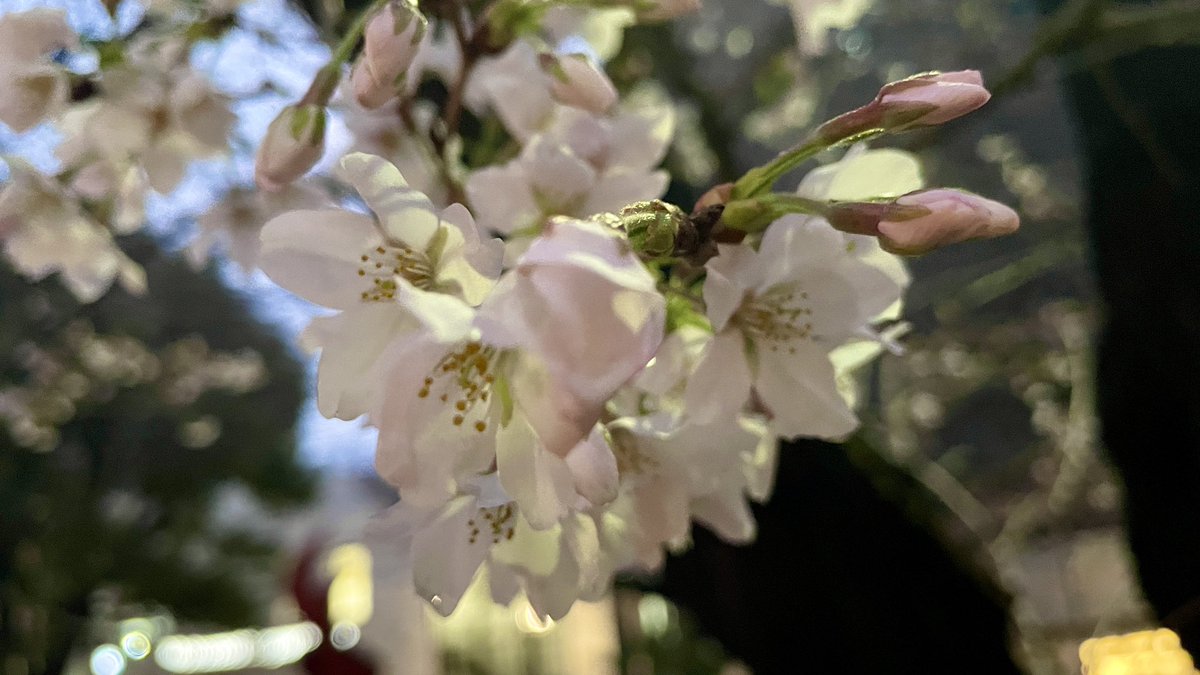 えな🌸相模国 tweet media