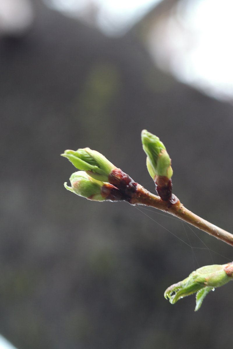 イノウエ タイジ tweet media