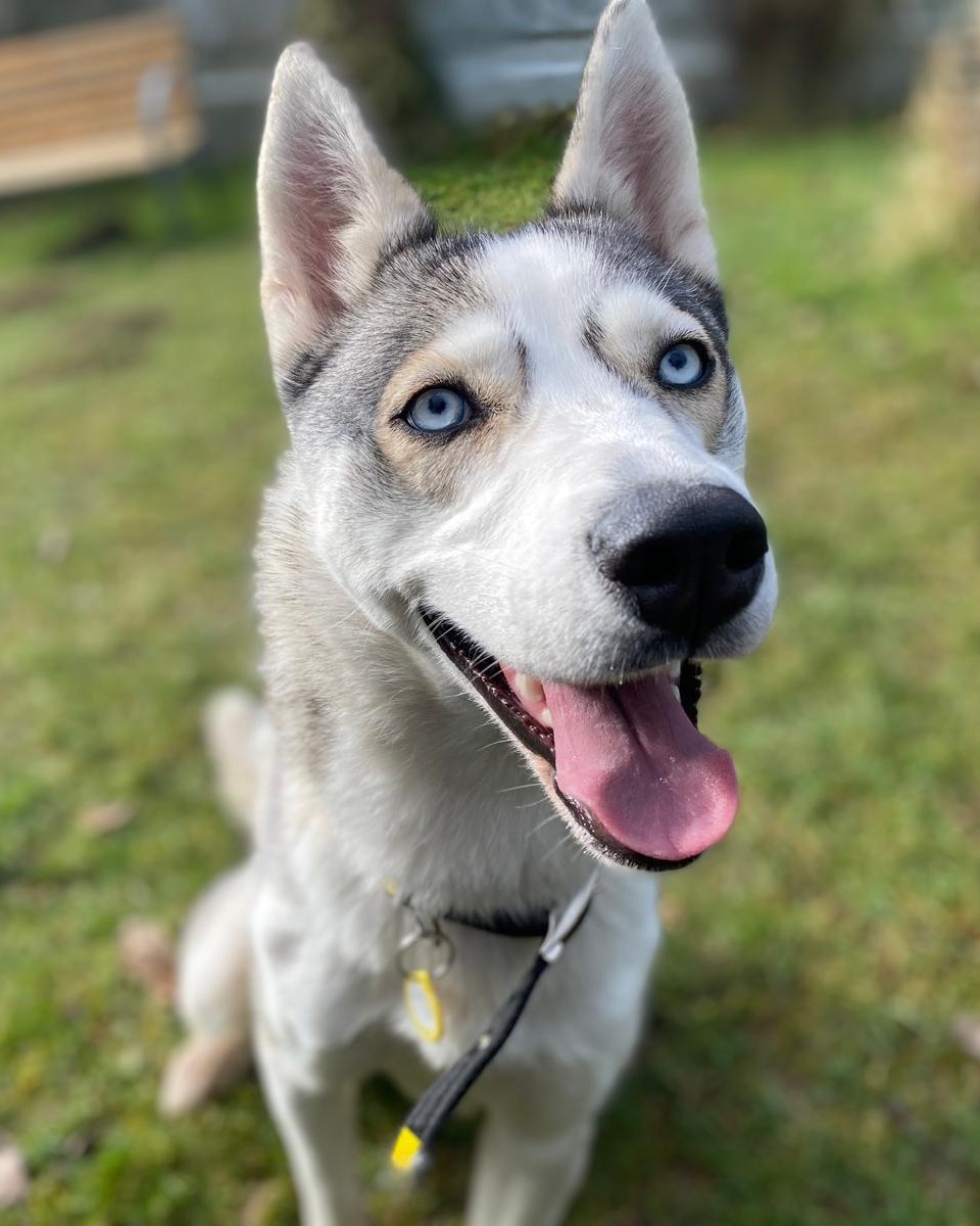 DT_Cumbria's tweet photo. Pepper reaching out to you all with love 😍  
How’s your week treating you?

#huskies #husky #howcuteismydog #dogstrustcumbria #adoptdontshop #prettydog @dogstrust https://t.co/oQ1J8wXm78