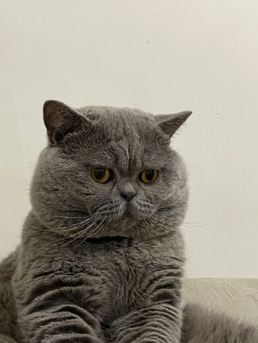 Bahsine Güncel Giriş tweet media