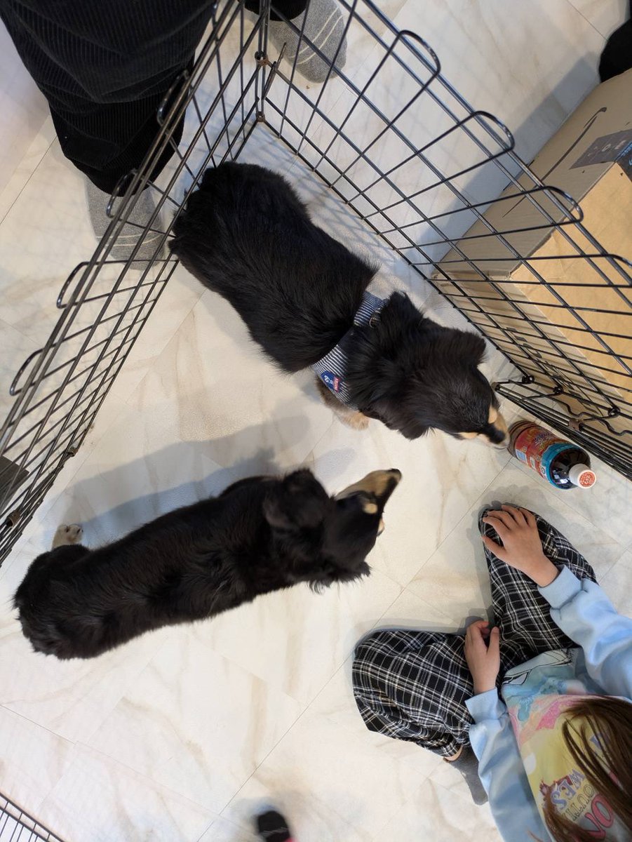 hakeen06's tweet photo. #迷子犬
#迷い犬
#迷子犬探してます
#迷子犬情報
#迷子ペット
#犬探してます
#犬がいなくなりました
#拡散希望
#拡散お願いします
#情報求む
#群馬
#群馬県
#前橋市 
#龍蔵寺町 https://t.co/E07NuqBb2a