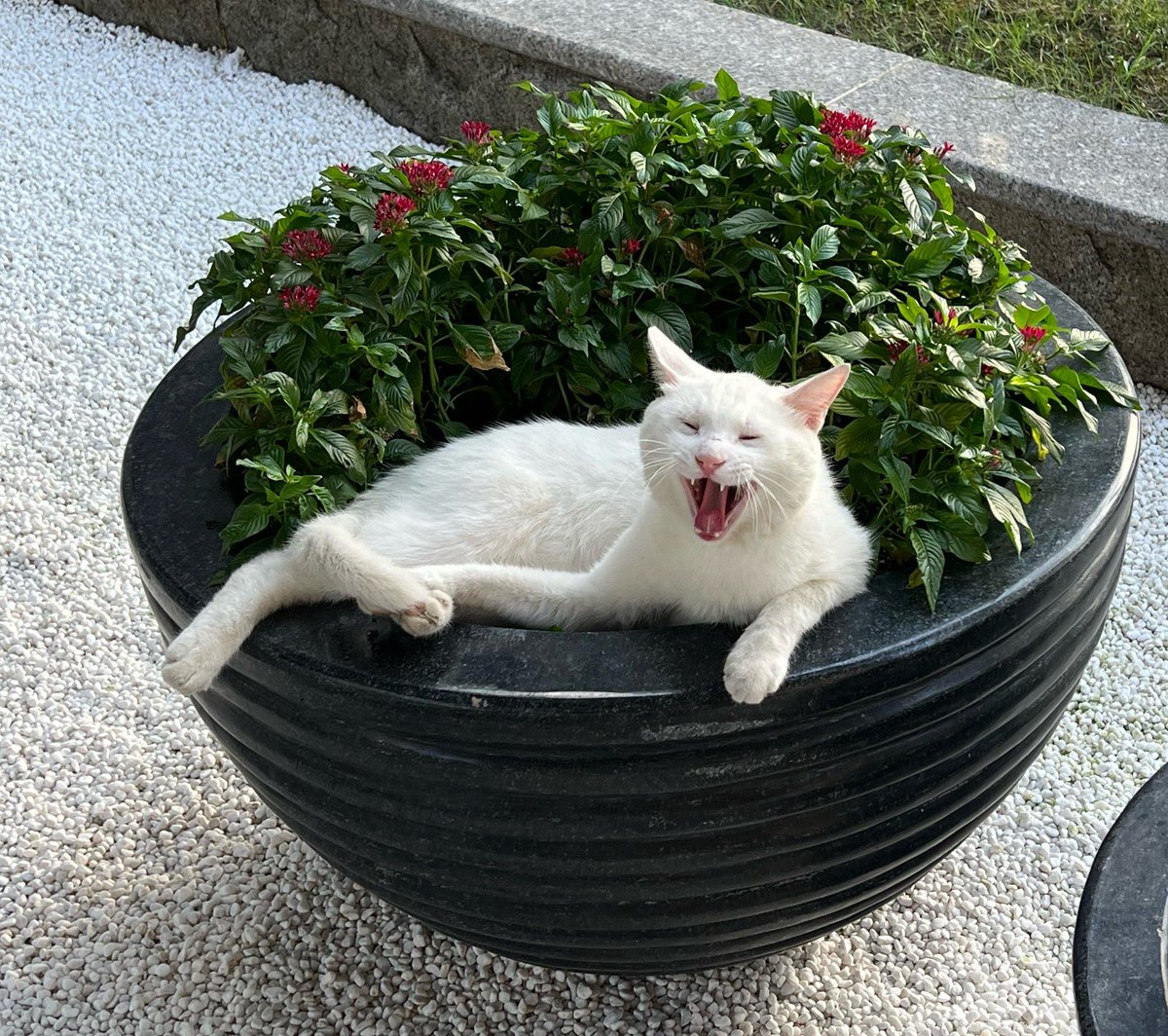 Marie Claude Denault tweet media