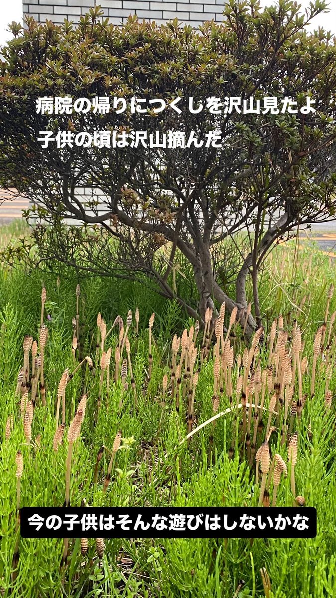 がま口制作講師＠がま口まり先生 tweet media