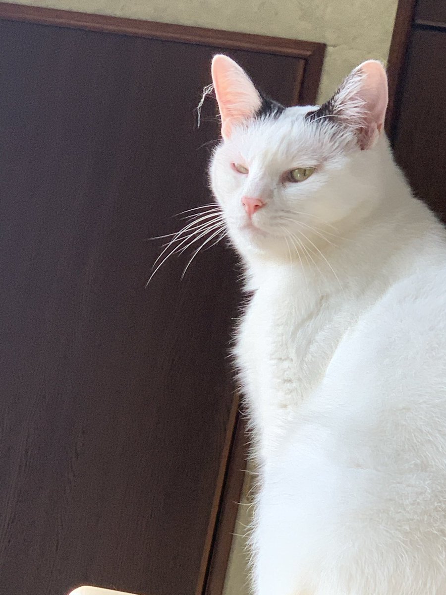 nekokainushibo tweet media