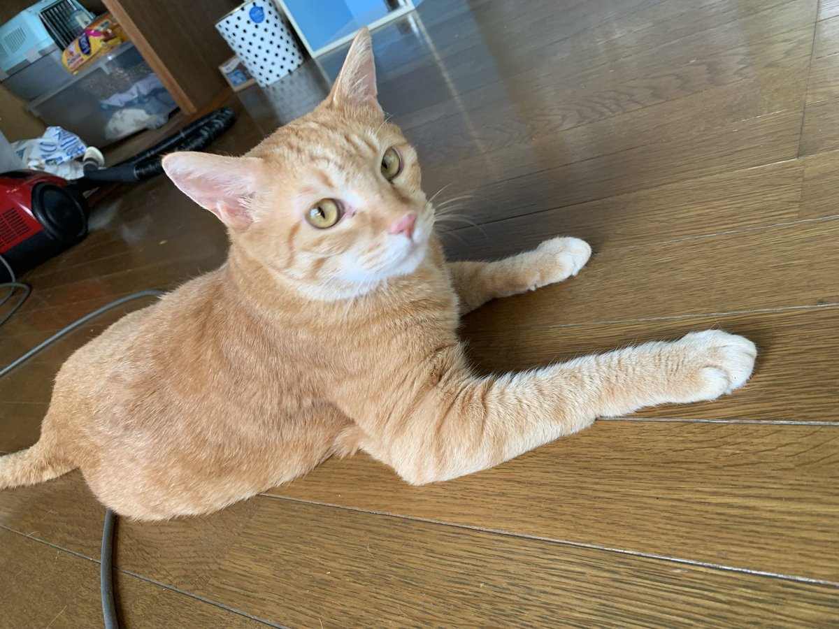 nekokainushibo tweet media