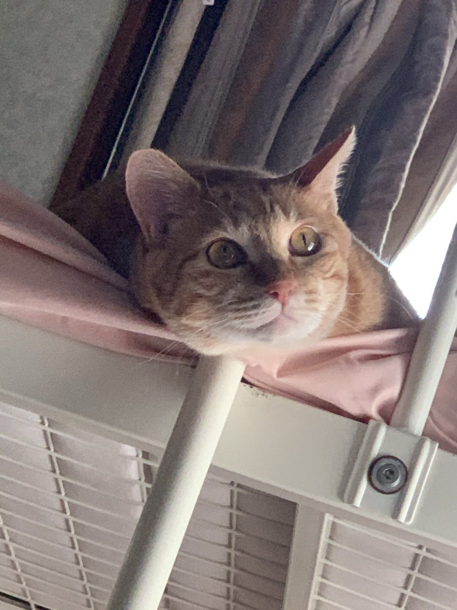 nekokainushibo tweet media