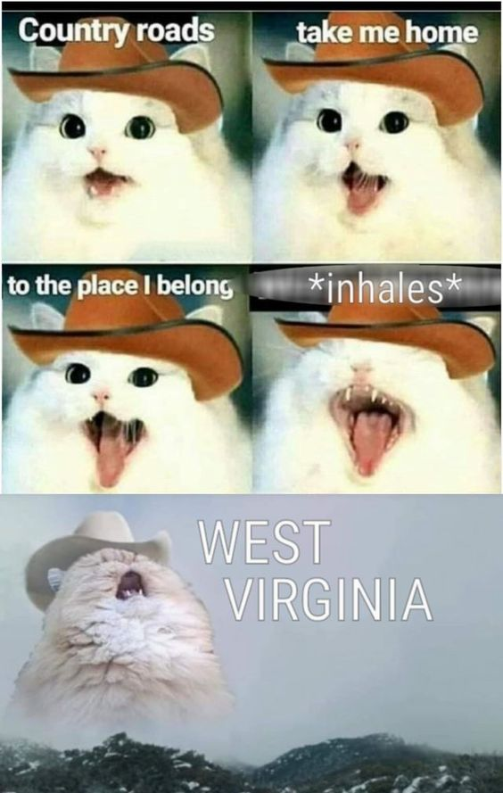 WholesomeMemes (@wholesomememe) on Twitter photo 