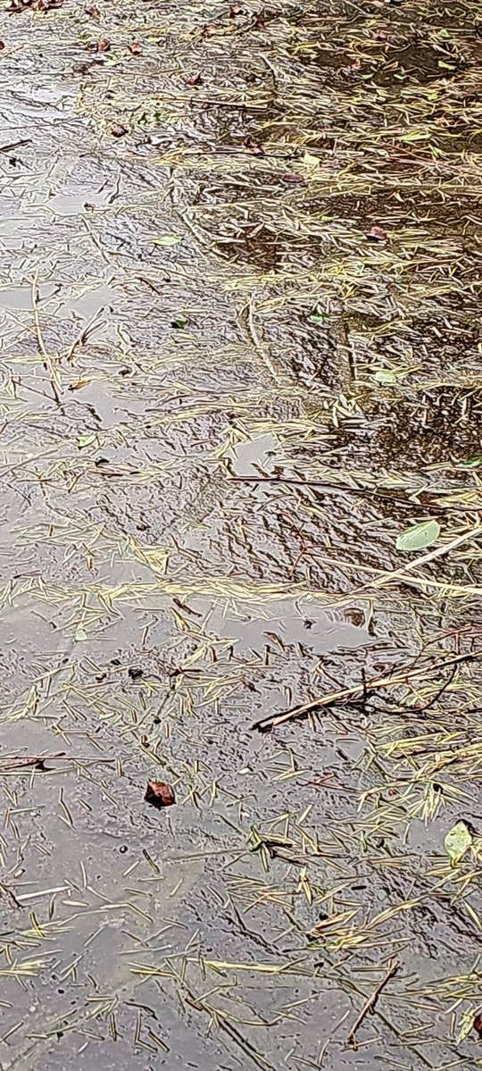 Fausta Gieffe 🐈⬛ 🌺☘️ 🍅🥕🥬 tweet media