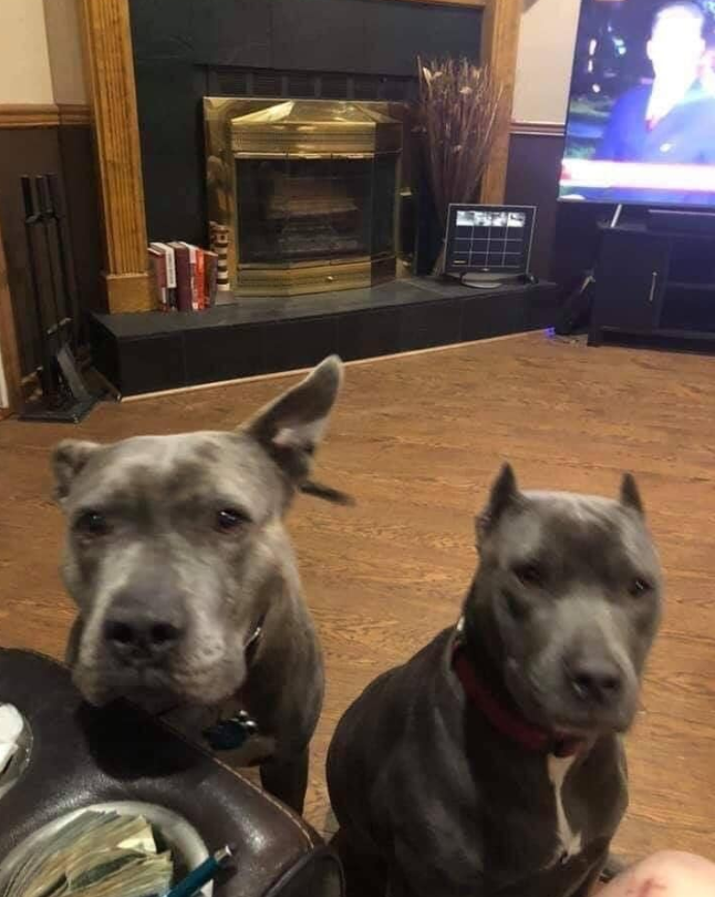 Best in Dogs tweet media