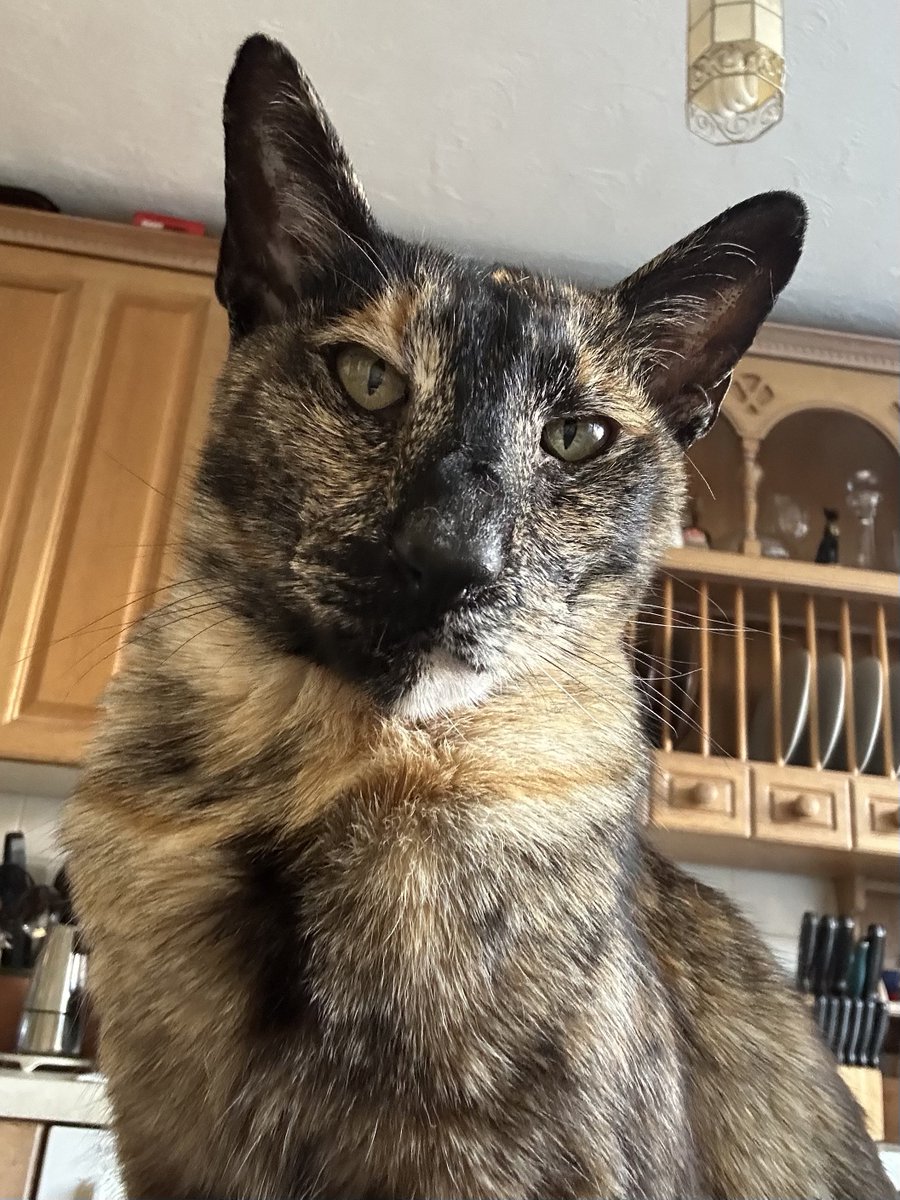 D.V. Catt tweet media