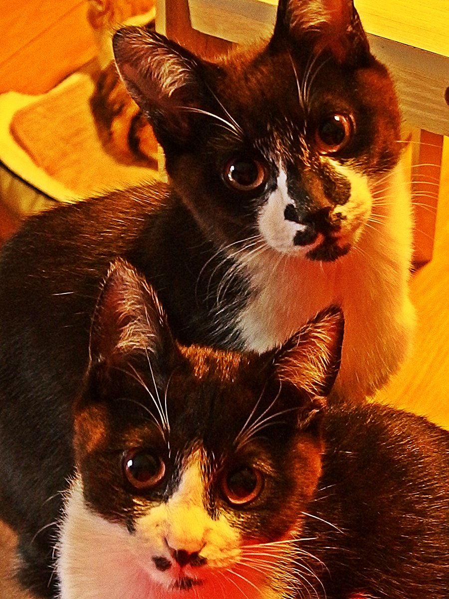 チバマル tweet media