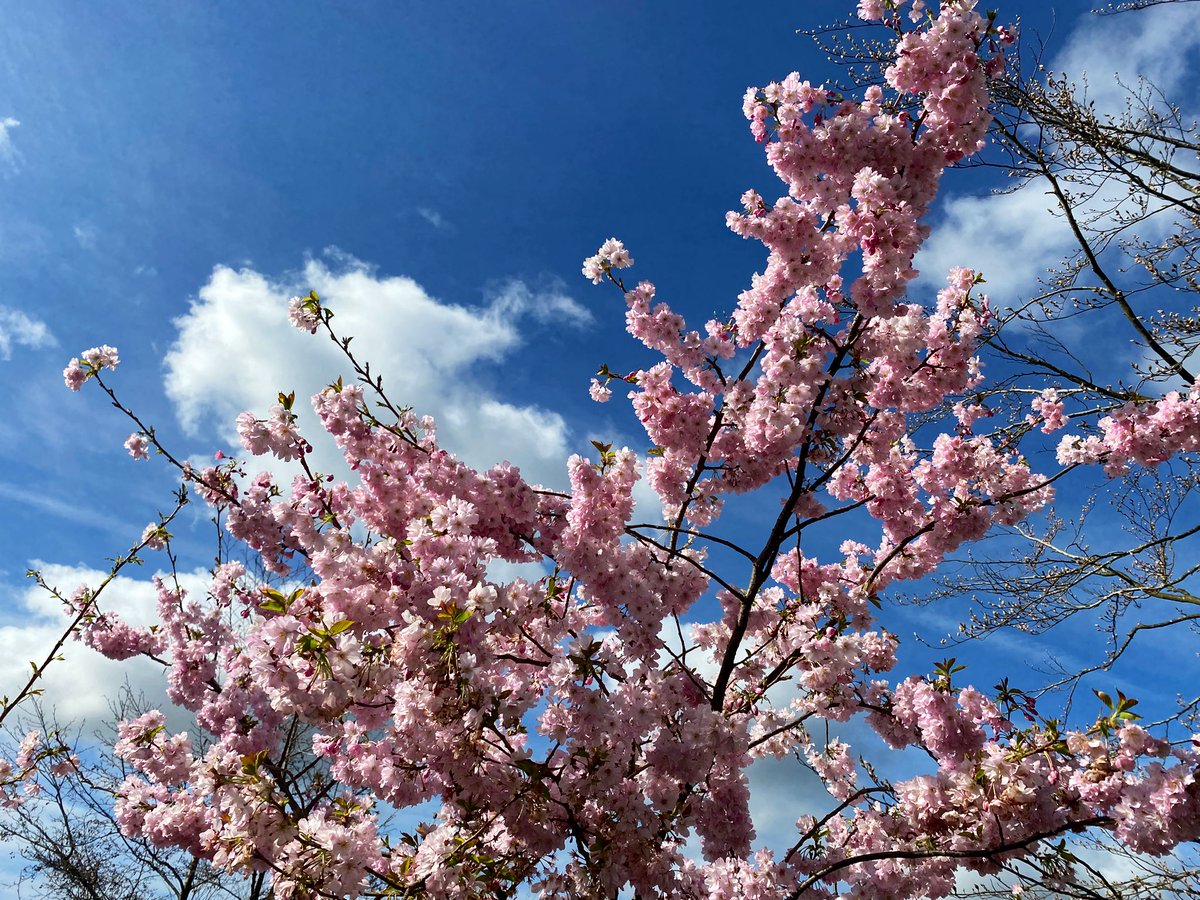 Shrewsbury Morris Dancers tweet media