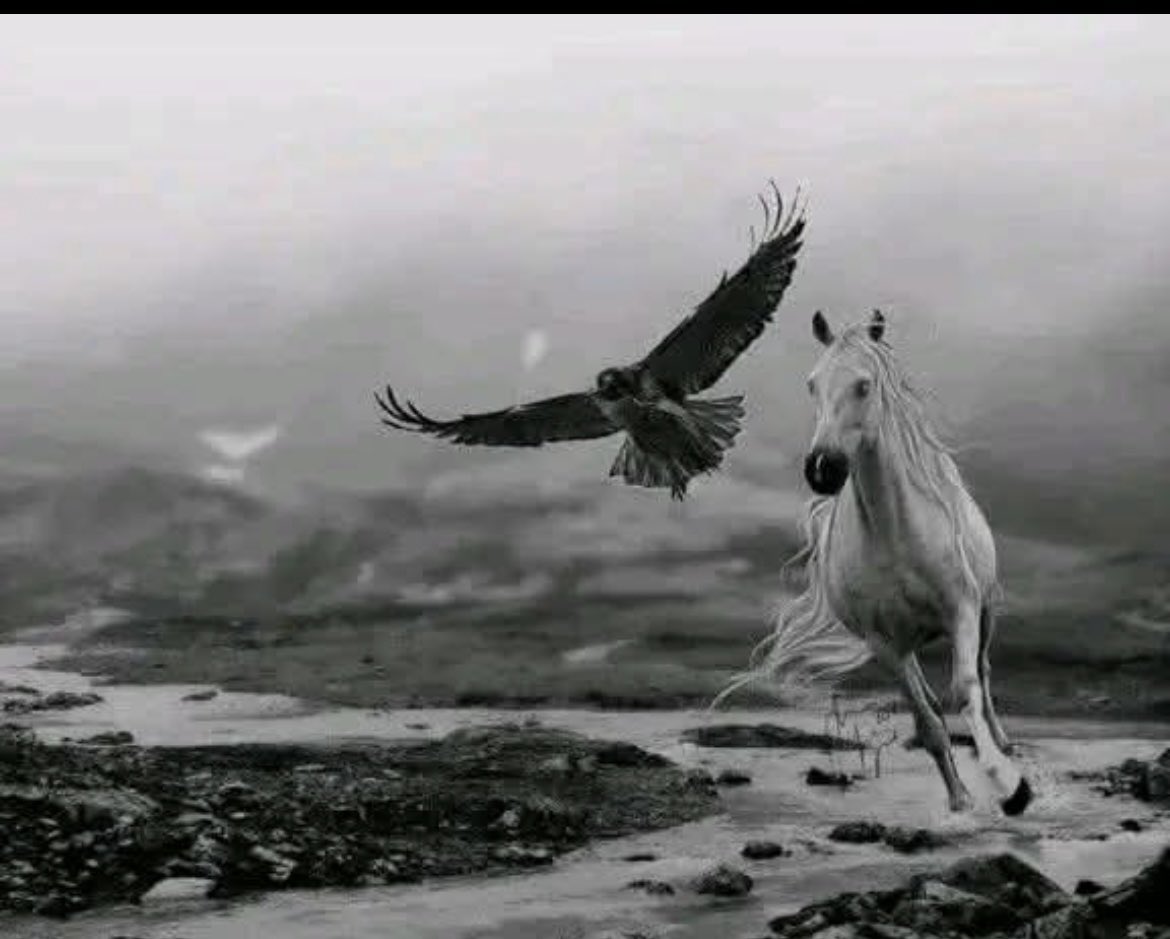 ابو الحسن tweet media