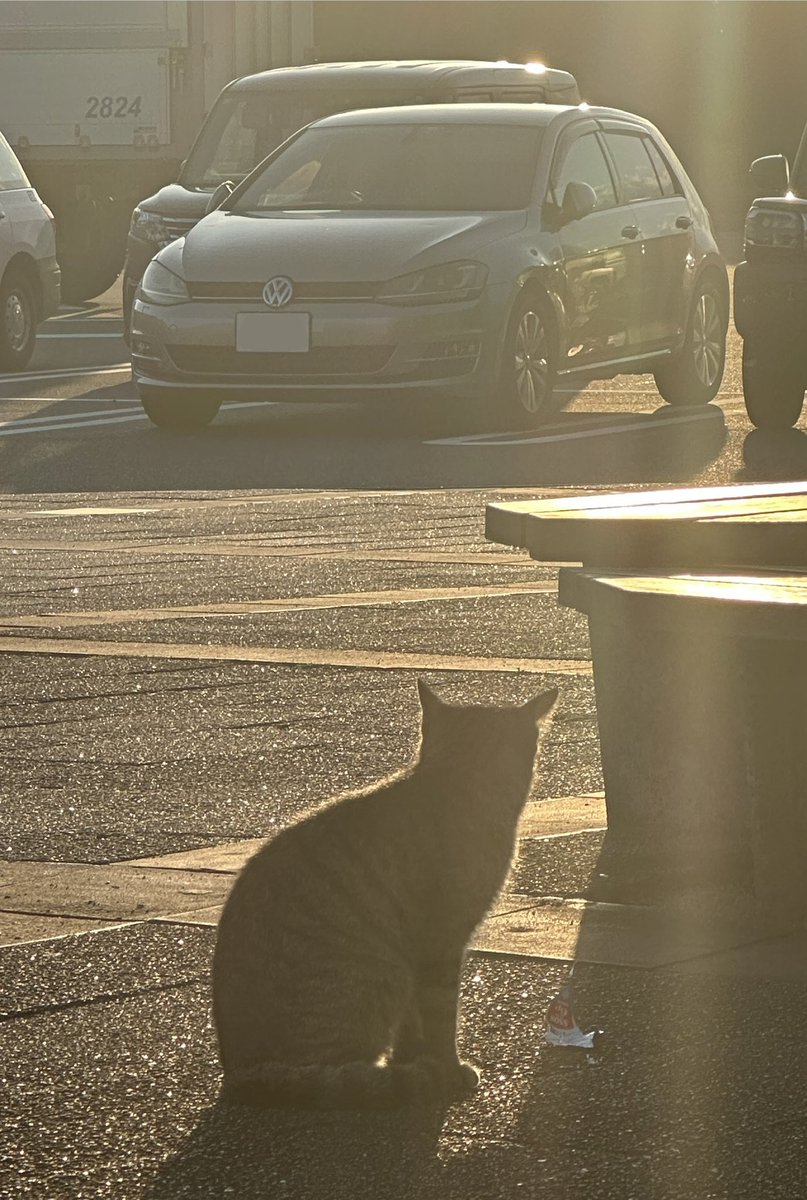 やっと車の写真を撮れた
たまたま