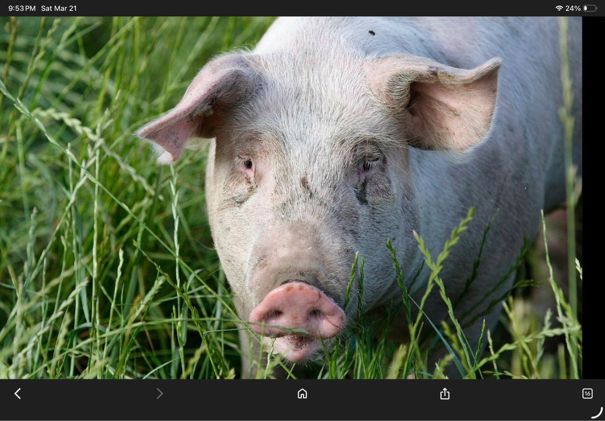 TheBobaloos tweet media