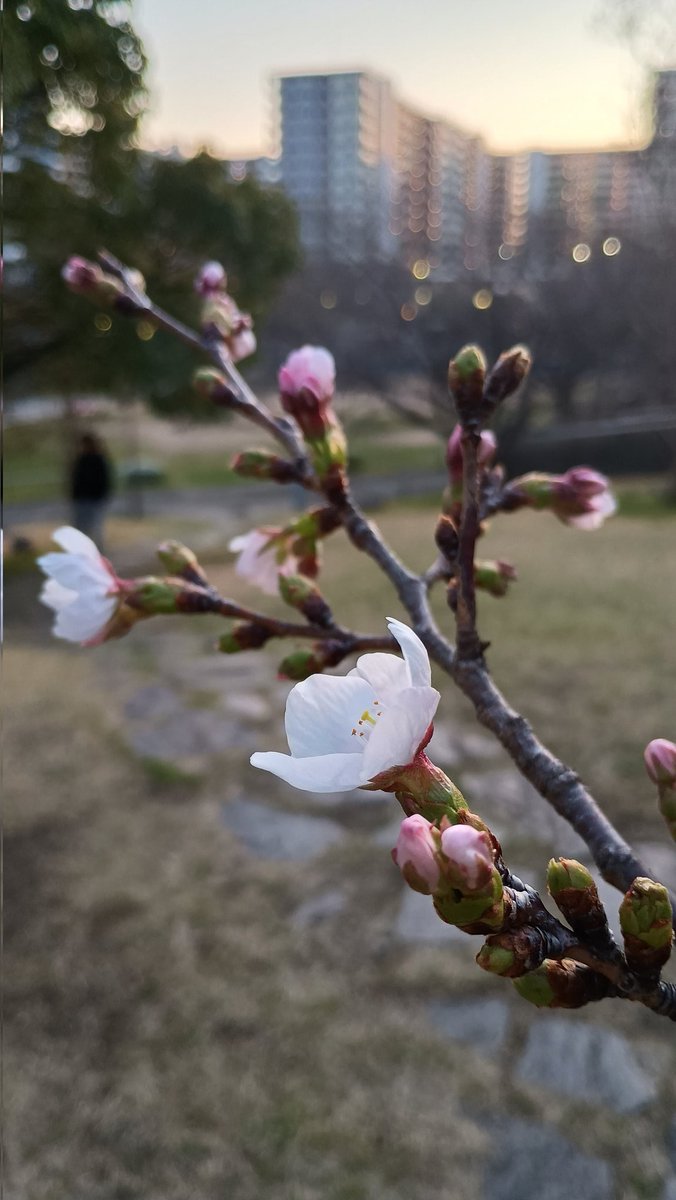 アミティエ ちゃこ tweet media