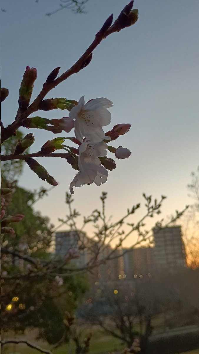 アミティエ ちゃこ tweet media