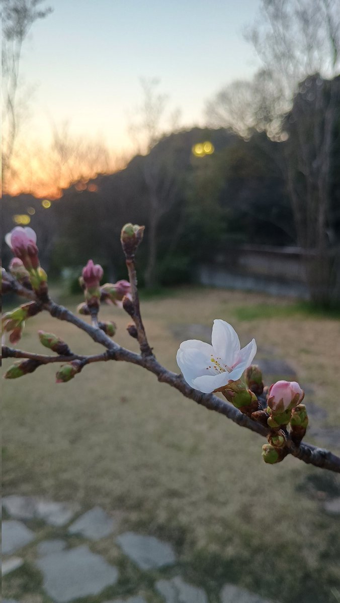 アミティエ ちゃこ tweet media