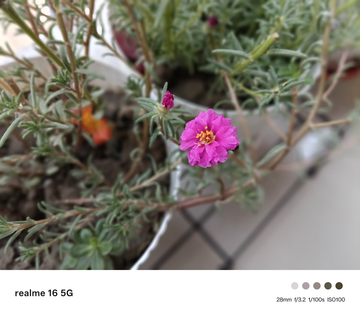 techguideoff's tweet photo. Here are some Camera Samples taken from the upcoming realme 16 5G
#realme16 #Dual50MPAIcamera #Selfiemirror #AIportrait @realmeIndia https://t.co/knpWCJKDHY