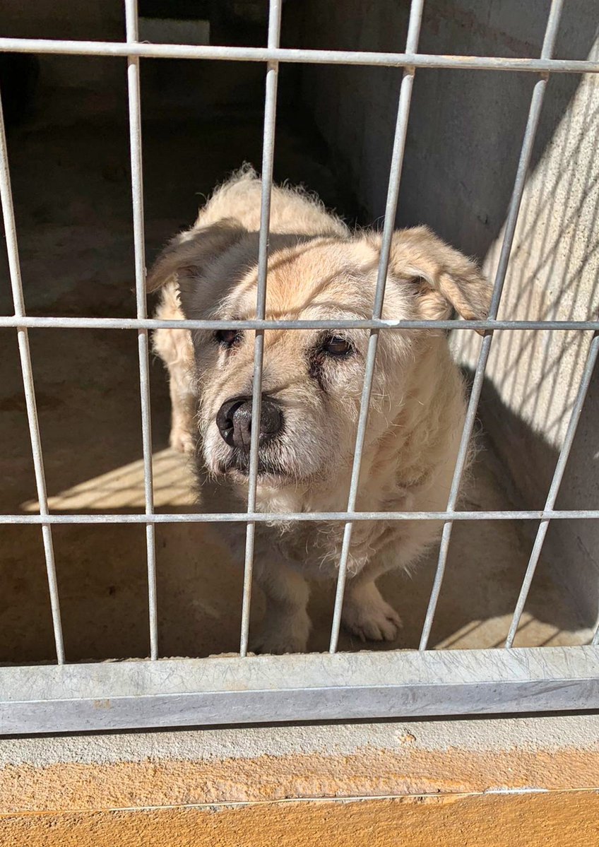 SOS Abuelos tweet media