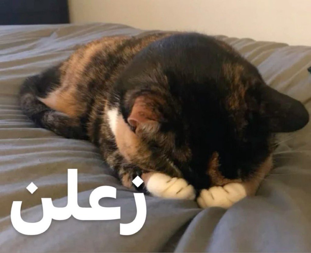 بَلِيغَة.. tweet media