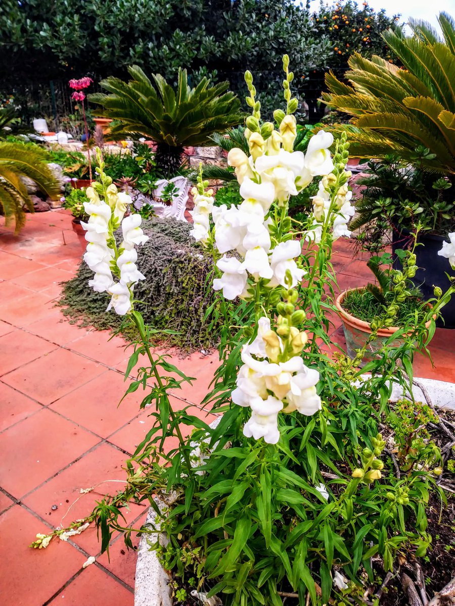 DaniaRess's tweet image. L' unico metro per capire se qualcuno ti vuole bene è quando trova il suo tempo da dedicarti.
🌺🌸🌸🌺🌸🦋🦋🦋🍀

#NatureVibes 
#NatureBeautiful 
#ILovespring