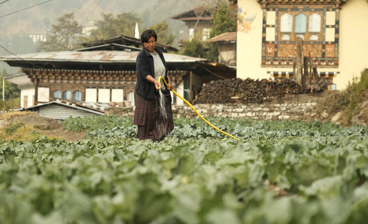 WFP_Bhutan's tweet photo. WFP Bhutan is working with district administration in Trongsa &amp; Zhemgang, @moafbhutan &amp; @TarayanaFoundn building a 𝐧𝐞𝐭𝐰𝐨𝐫𝐤 𝐨𝐟 𝐚𝐝𝐯𝐨𝐜𝐚𝐭𝐞𝐬 supporting communities access affordable &amp; nutritious food for healthier lives, leading to improved food &amp; nutrition security. https://t.co/34HStUy2SU
