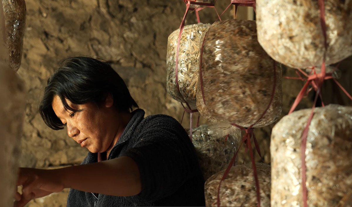 WFP_Bhutan's tweet photo. WFP Bhutan is working with district administration in Trongsa &amp; Zhemgang, @moafbhutan &amp; @TarayanaFoundn building a 𝐧𝐞𝐭𝐰𝐨𝐫𝐤 𝐨𝐟 𝐚𝐝𝐯𝐨𝐜𝐚𝐭𝐞𝐬 supporting communities access affordable &amp; nutritious food for healthier lives, leading to improved food &amp; nutrition security. https://t.co/34HStUy2SU