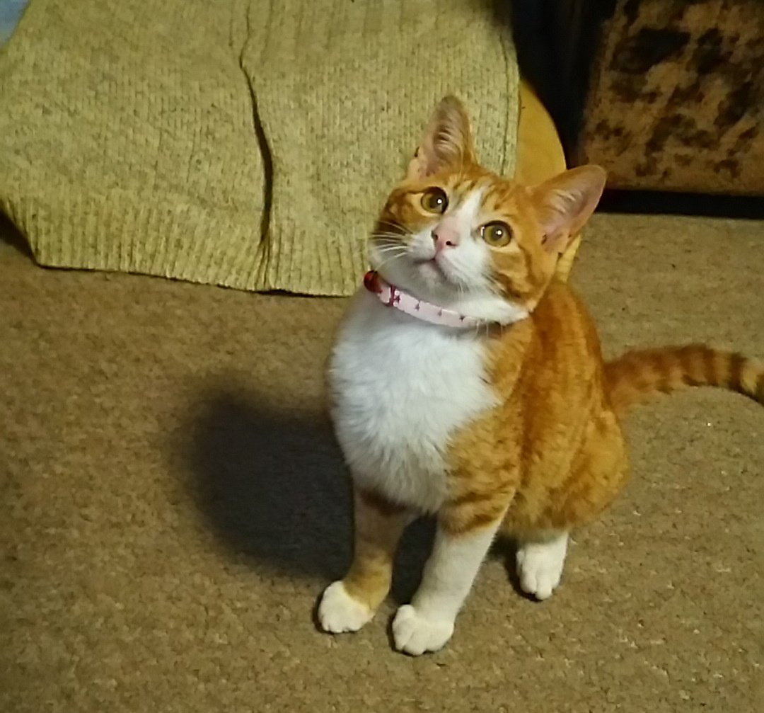 ☆冷やしパイン☆🍍🐱⛳🏄♂️🎮🎣🍍 tweet media