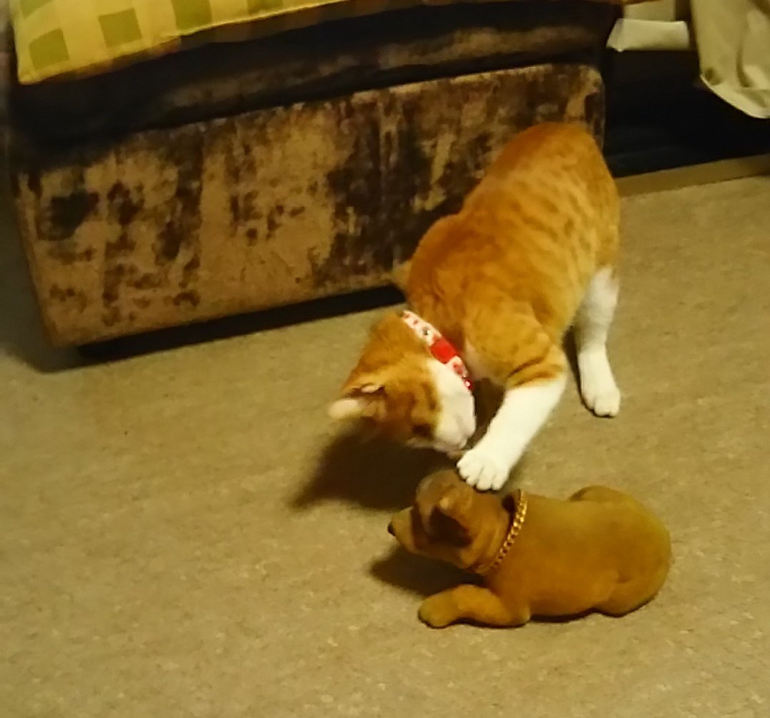 ☆冷やしパイン☆🍍🐱⛳🏄♂️🎮🎣🍍 tweet media