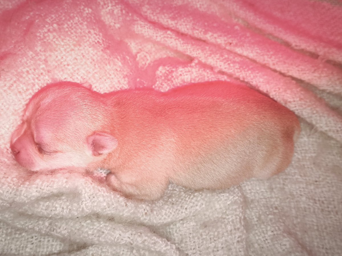 nicht noch eine maria tweet media