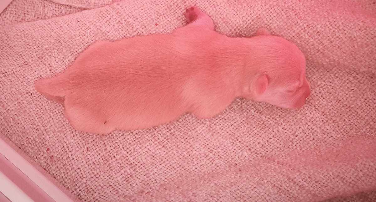 nicht noch eine maria tweet media