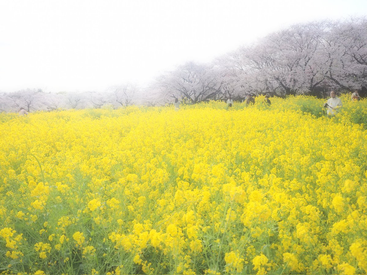 春、いざ

#昭和記念公園
#はなまっぷ
#写真
#写真の奏でる私の世界 
#写真撮ってる人と繋がりたい
#
