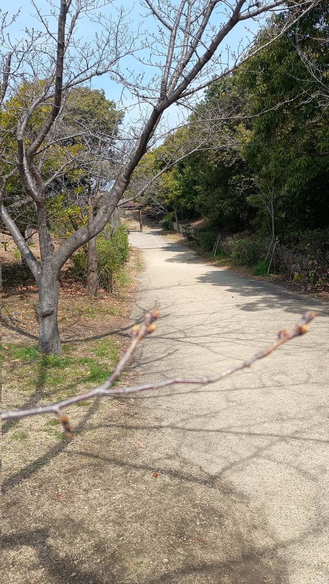 アミティエ ちゃこ tweet media