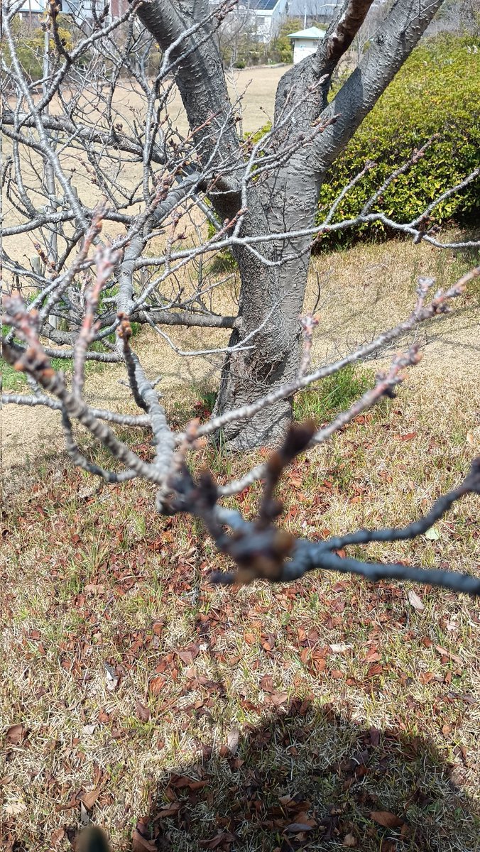 アミティエ ちゃこ tweet media